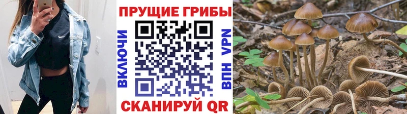 OMG как зайти  закладки  Рыбное  Галлюциногенные грибы MAGIC MUSHROOMS 